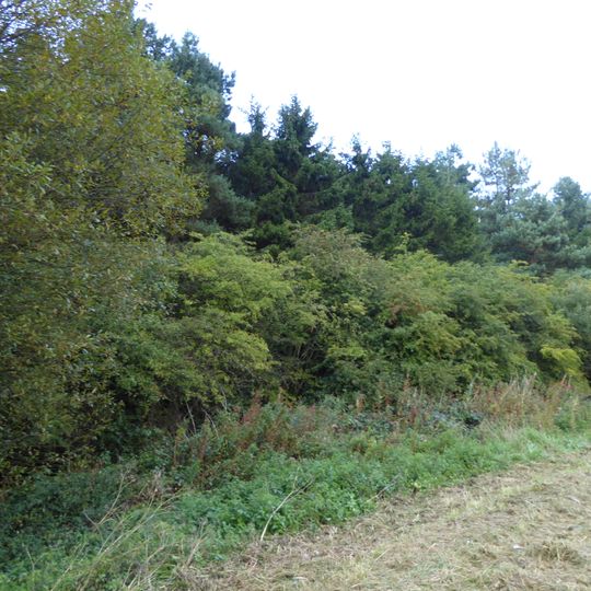 Burley and Rushpit Woods