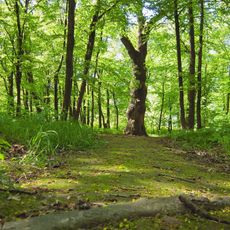 Park ze stawem z wyspą, alejami i pomnikowymi drzewami