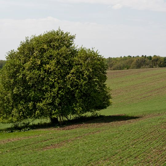 Regerova hrušeň pod Bártovcem