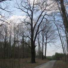 Naturdenkmal Stieleiche (Quercus robur) am Radweg von Hohenbocka nach Peickwitz, nördlicher Baum in Hohenbocka