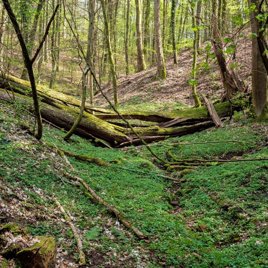 Wald zwischen L119 im Norden, der Landesgrenze und Kirrberg im [Süd]Osten sowie Homburg im Westen