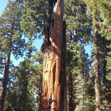 Mountain Home Grove