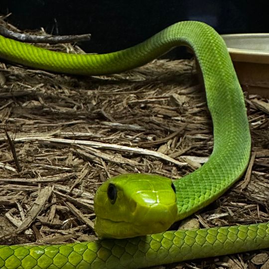 Kentucky Reptile Zoo