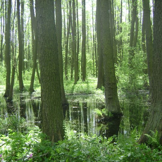 Rezerwat przyrody Łyczyńskie Olszyny