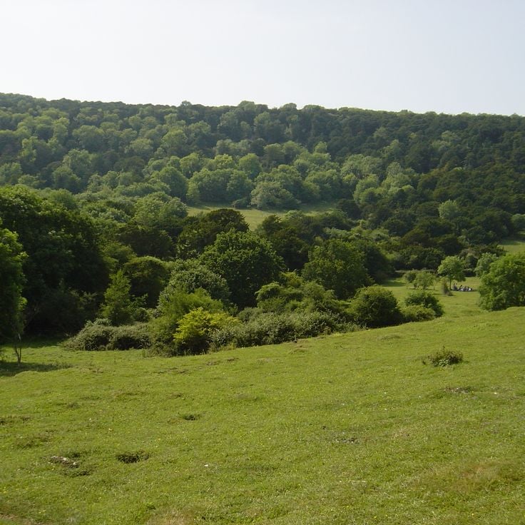 Kingley Vale
