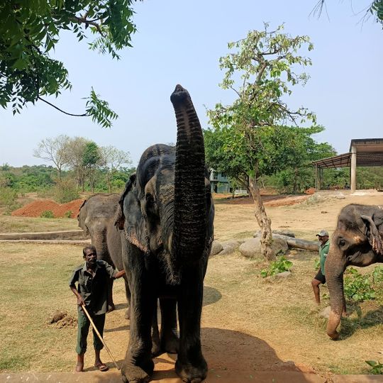 Nandan Kanan Zoo Safari