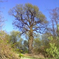 Hrom’s oak
