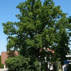 Eiche am Überbach
