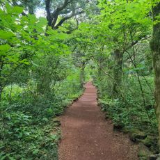 Bijarim Forest