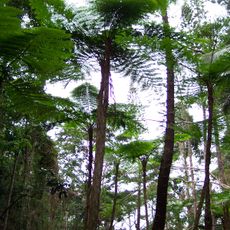 New Caledonia rain forests