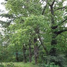 Dubové stromořadí v Říčanech