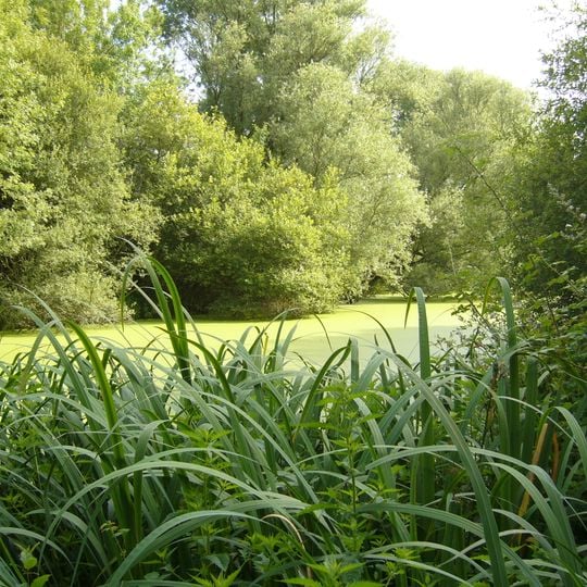 Little Amazon of Nantes