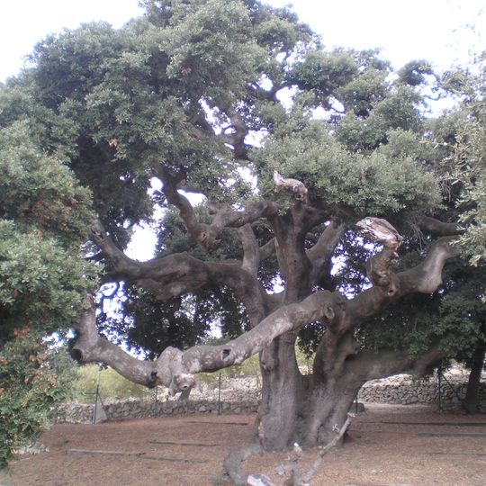 Alzina del Mas de Borbó