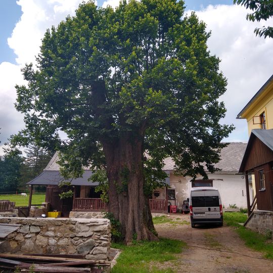 Lípa v Bartošovicích