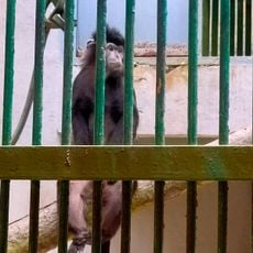 Orangutan Kalimantan