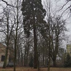 Naturdenkmal  Mammutbaum im Gutspark Selbelang