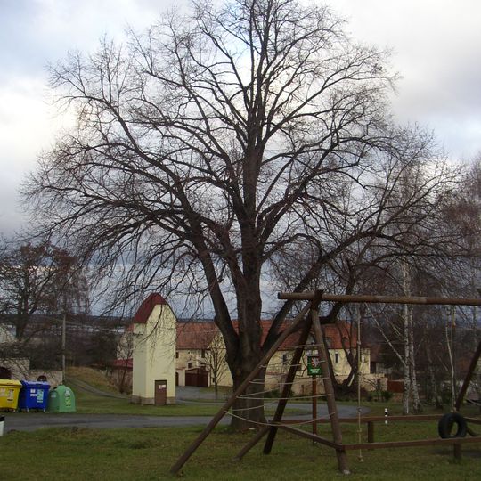 Lípa velkolistá v Želenicích