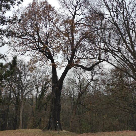 Dub v zámeckém parku