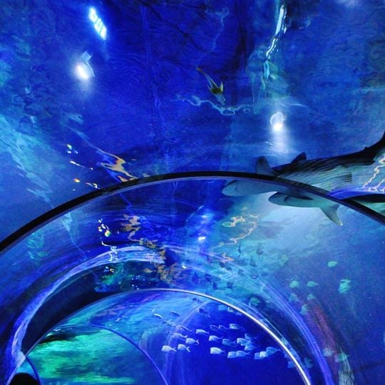 Sea Life Charlotte-Concord