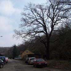 Dub v ulici Pod Labuťkou