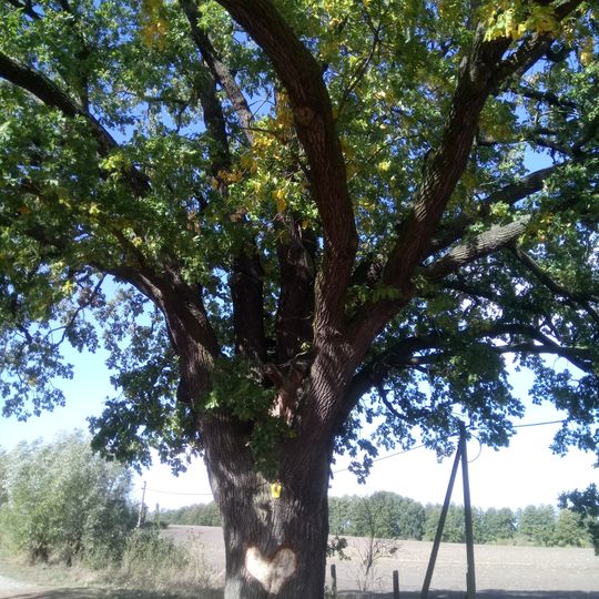 Naturdenkmal Stieleiche von Schmergow Richtung Norden, an der Steege zum Trebelsee
