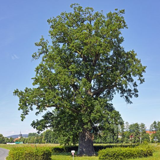 Bildeiche bei Albertshausen