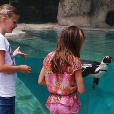Children's Zoo at Celebration Square