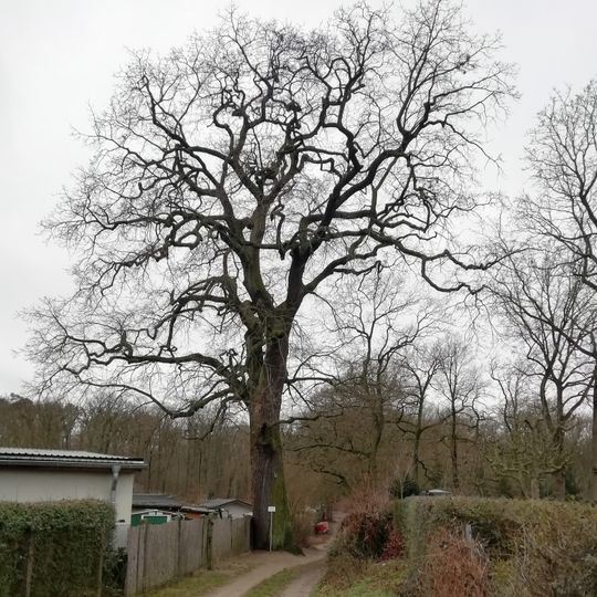 Trauben-Eiche in der Templiner Vorstadt