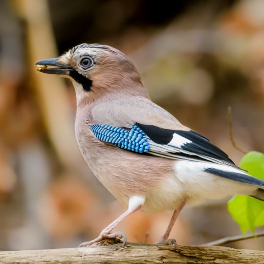 Bergstraße Dossenheim - Schriesheim