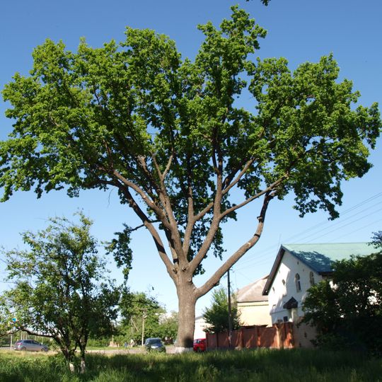 Quercus Robur, Rozsoshentsi