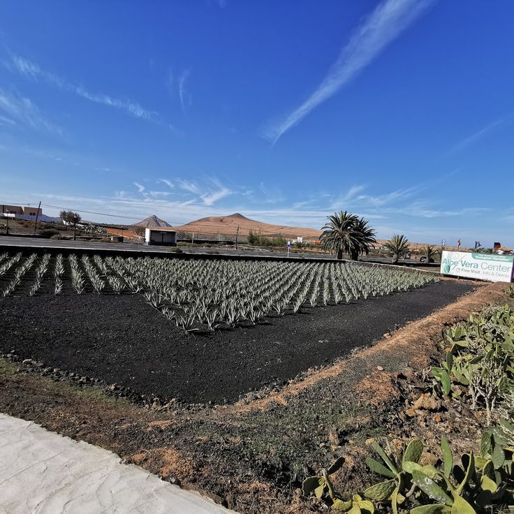 Aloe Vera Farm