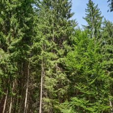 Broumovské smrky v Hamerském údolí