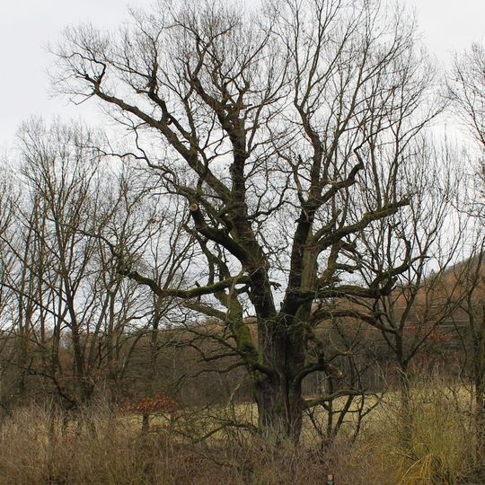 Dub v třešnové rovci