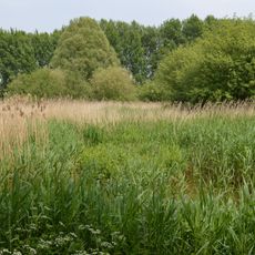 Harlow Marsh