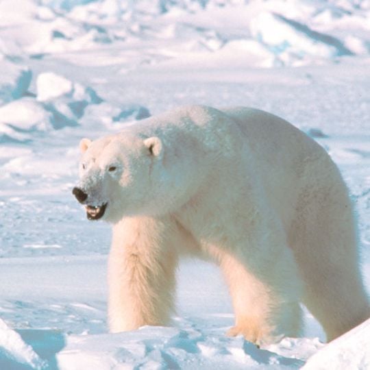 Wielki Rezerwat Arktyczny