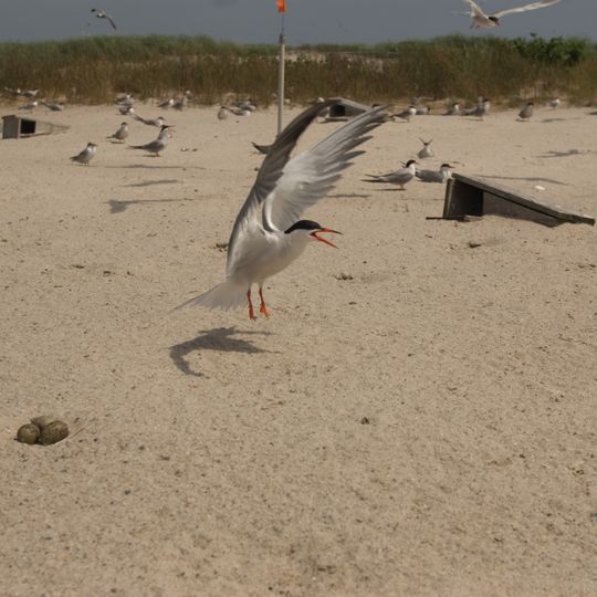 Refuge faunique national Monomoy