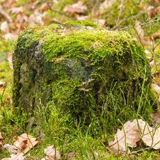 Grenzstein Fürther Stadtwald in Fürth