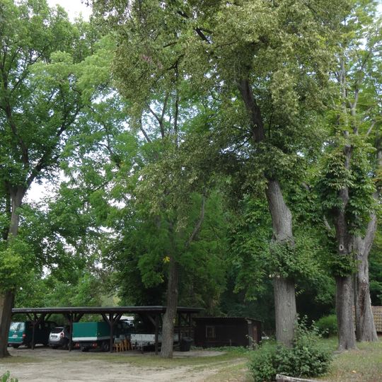 Naturdenkmal Hickorynuss  Forsthof; Flur 3, Flurstück 20 in Zesch am See