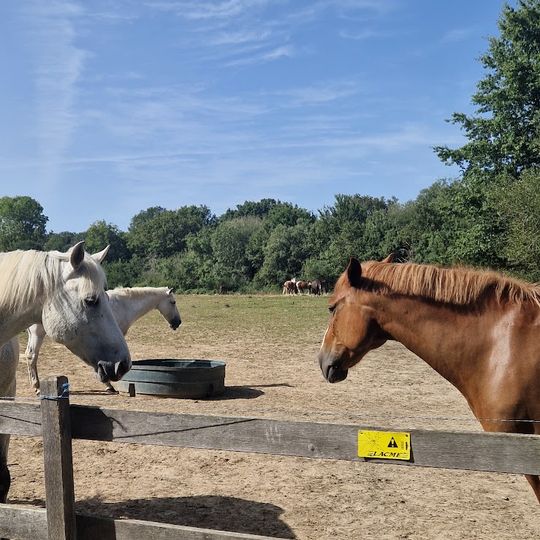 Poney-Club Salentine Houssais
