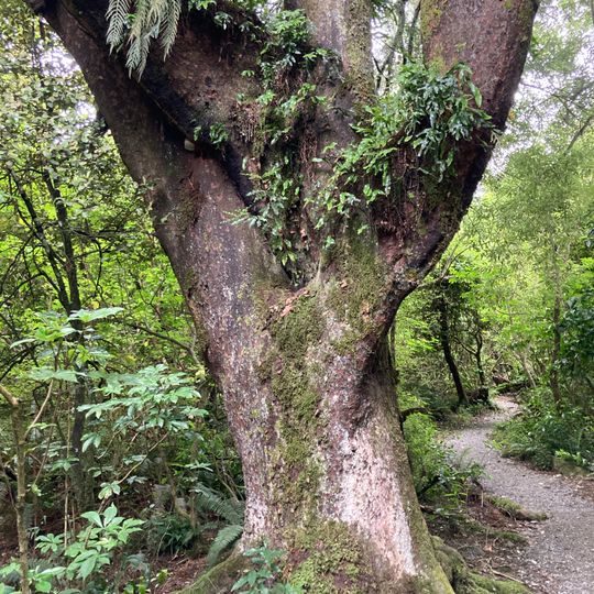 Dennistoun Bush Walk