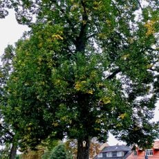 Winterlinden am Ostrower Platz