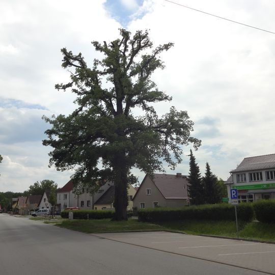 Naturdenkmal Flatterulme Dorfanger in Friedersdorf