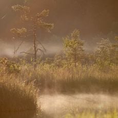 Sulfur pond in Raganu swamp