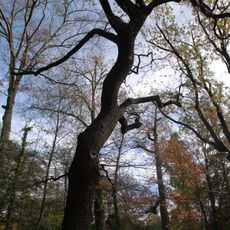 Naturdenkmal  [[Eichen|Eiche]]-[[Stieleiche]] (''Quercus robur'') Nr. 2 Ostrower Damm in Mitte