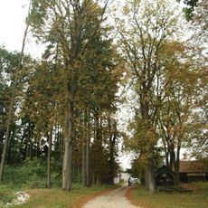 Stromořadí jírovců