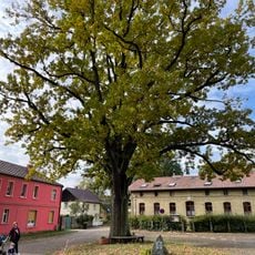Naturdenkmal Stieleiche Platz vor dem Pfarrhaus in Beetz