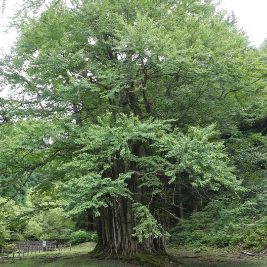 Grand Katsura of Itoi