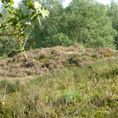 Terrein waarin vijf grafheuvels