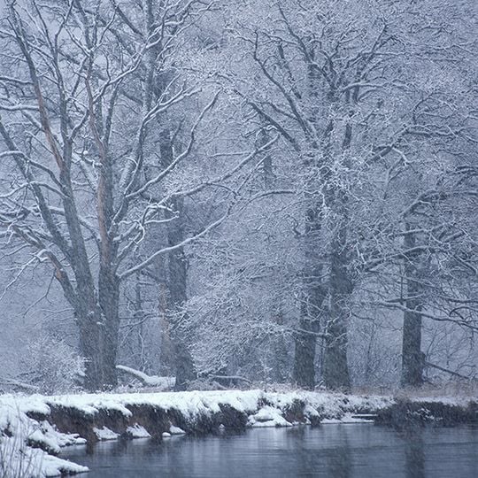 Bryansky Les Nature Reserve