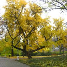 Jinan v Lužánkách